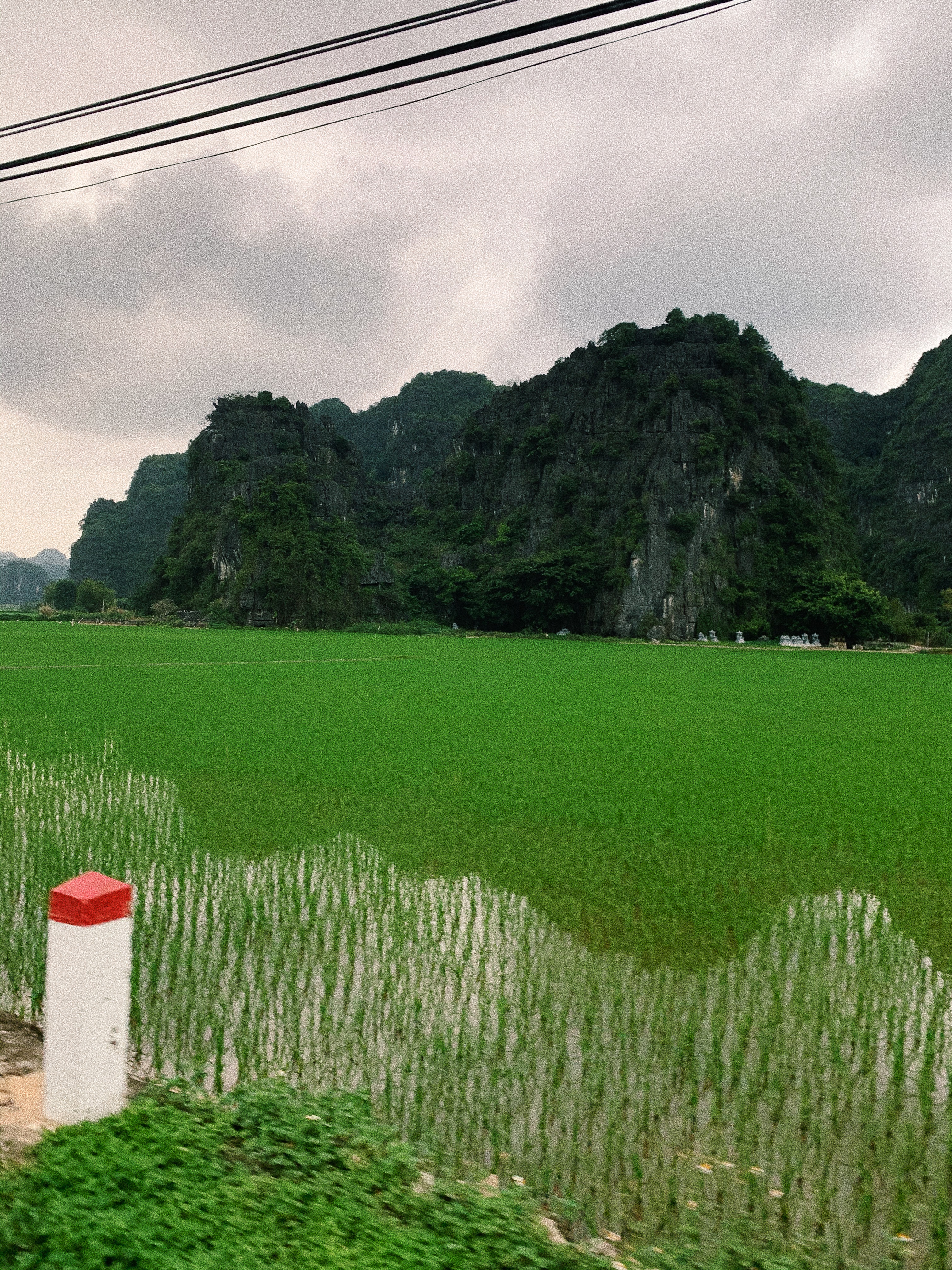 A rice field in Ninh Bình, Vietnam