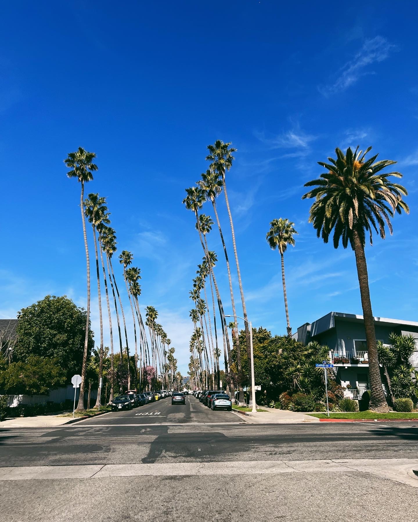 Palm trees lining a street in Hollywood, Los Angeles, USA